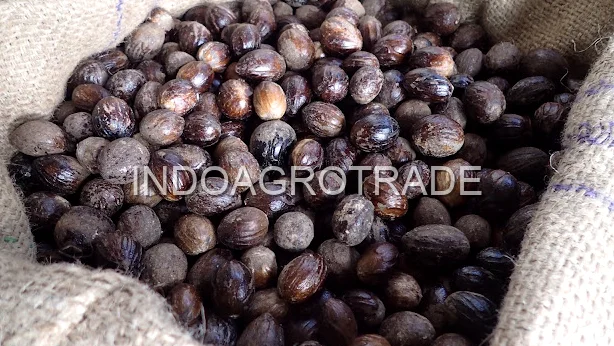 nutmeg production