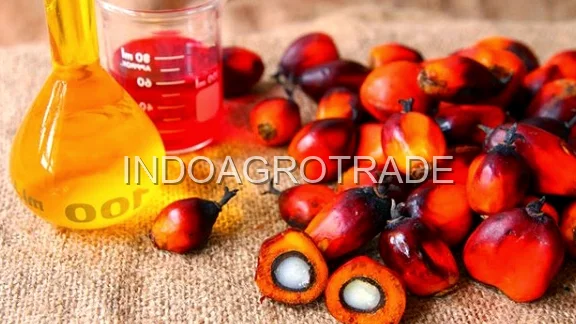 palm-kernel-oil production