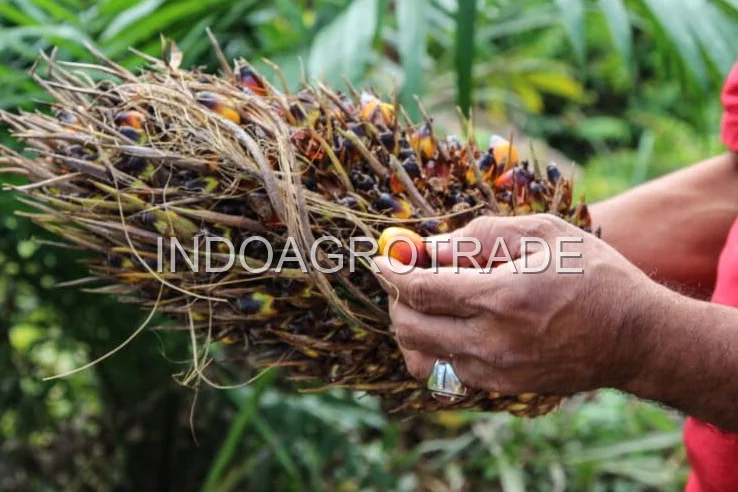 palm-olein production