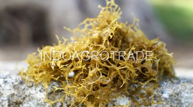 seaweed production