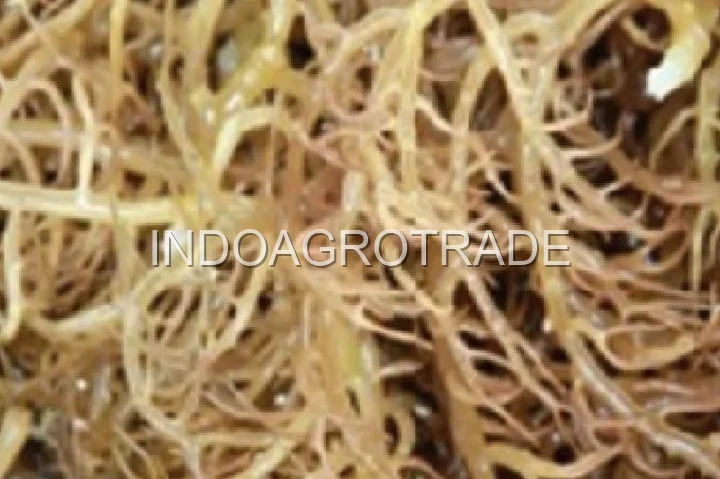 seaweed production