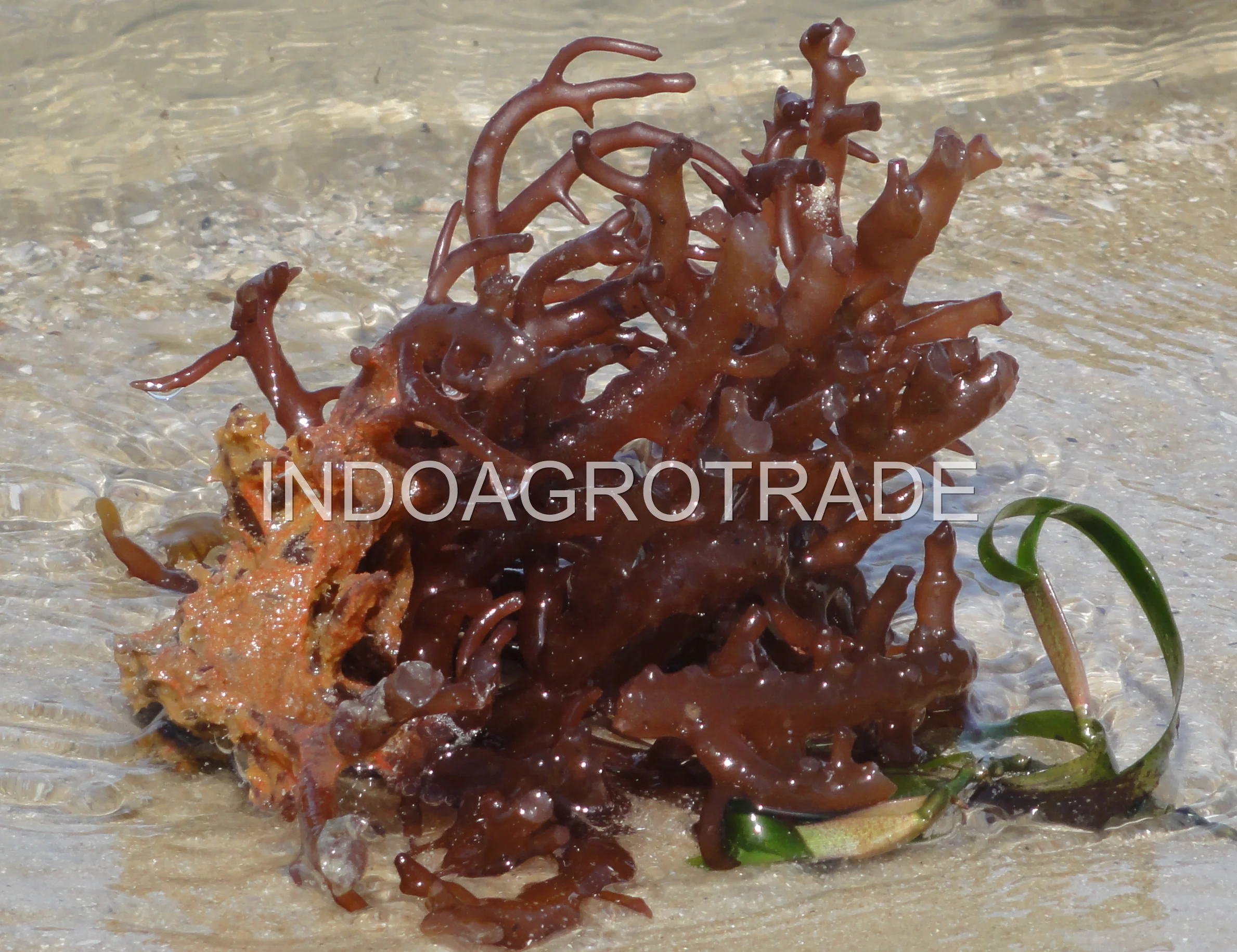 Dried Seaweed (Eucheuma/Gracilaria)