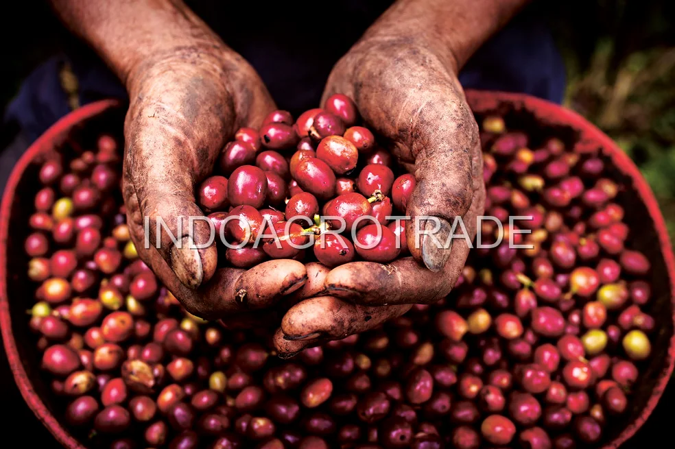 Specialty Grade Coffee