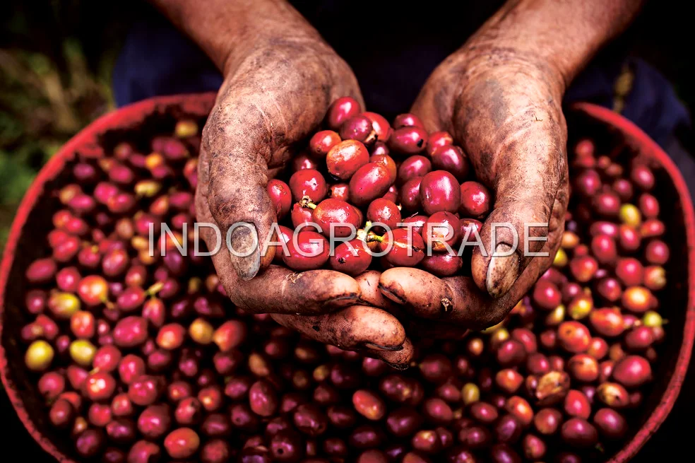 specialty-coffee production
