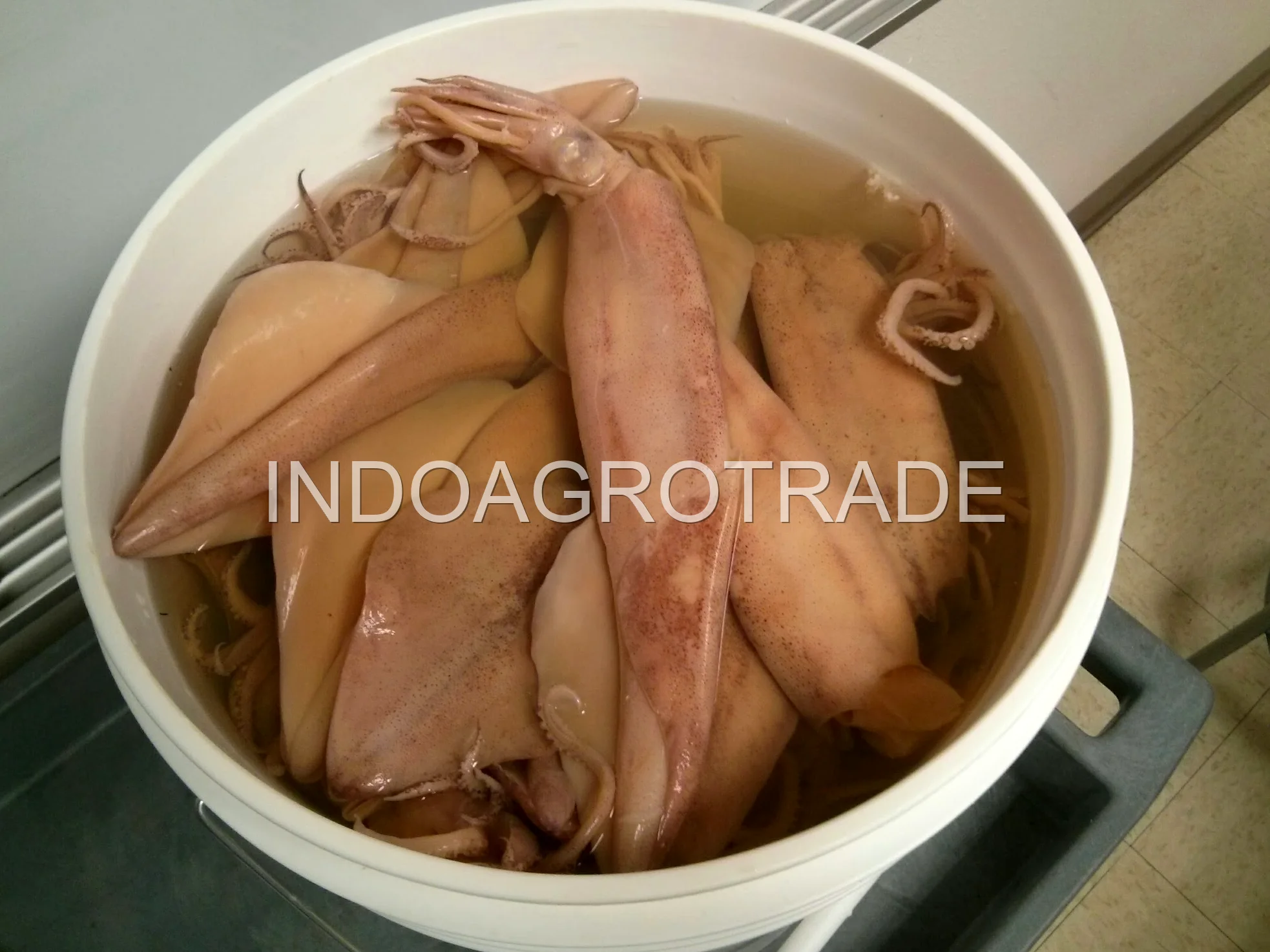 squid production