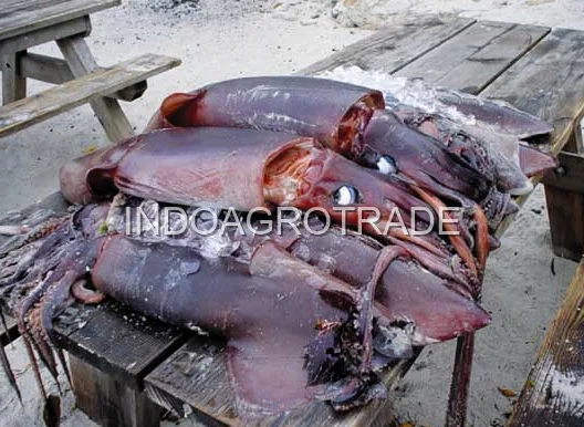 squid production