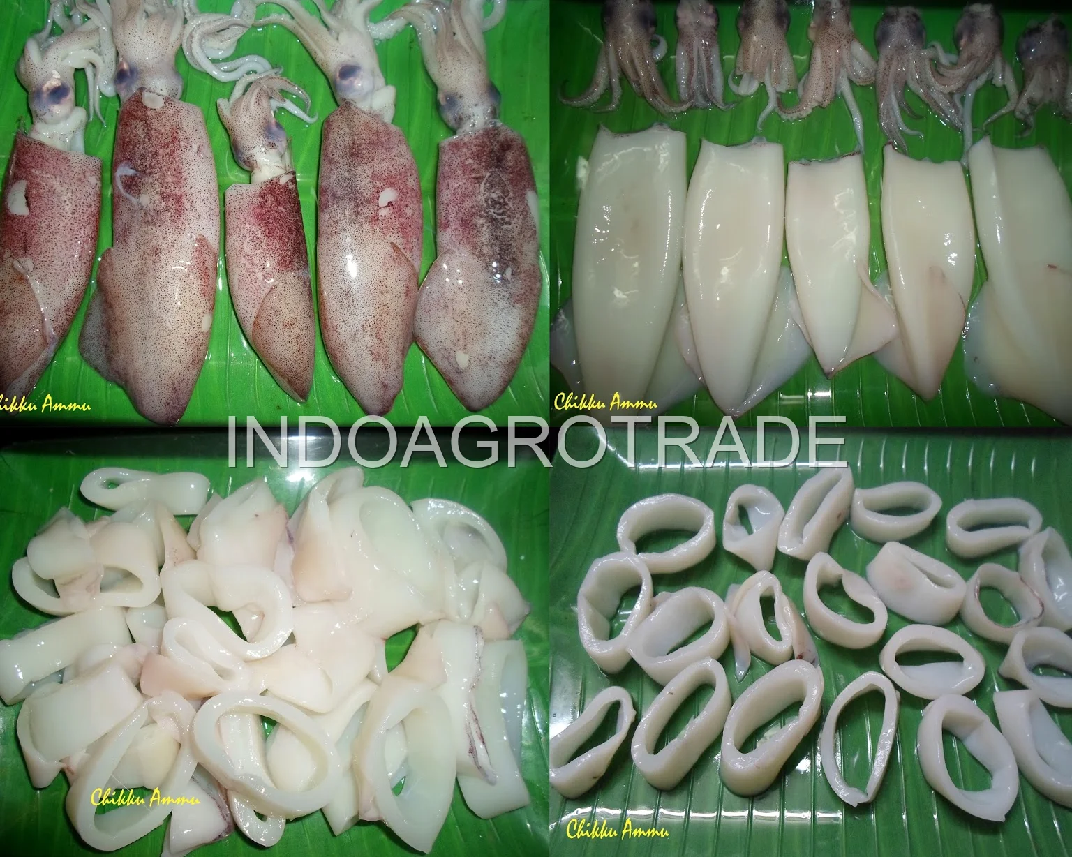 Frozen Squid