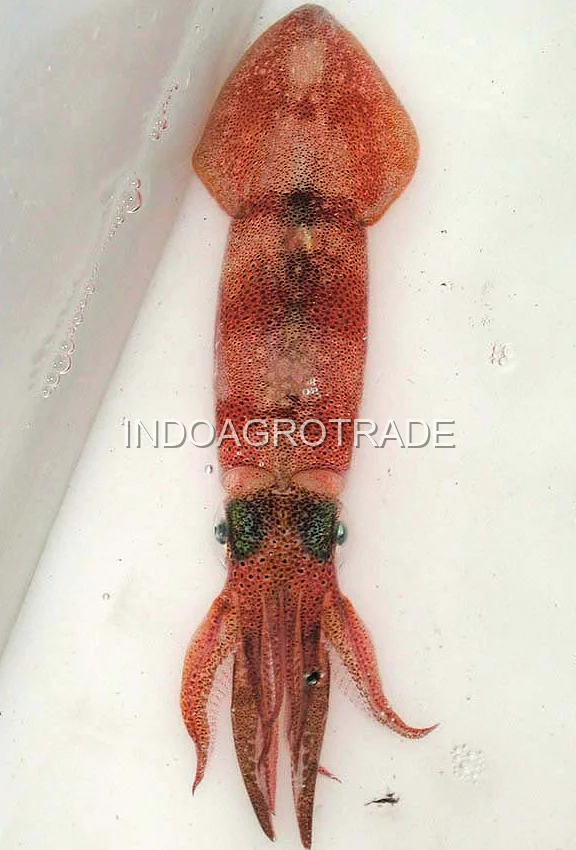 squid production