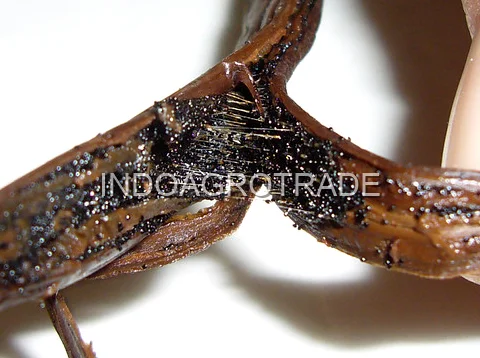 vanilla-beans production
