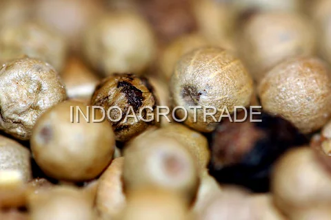 white-pepper production