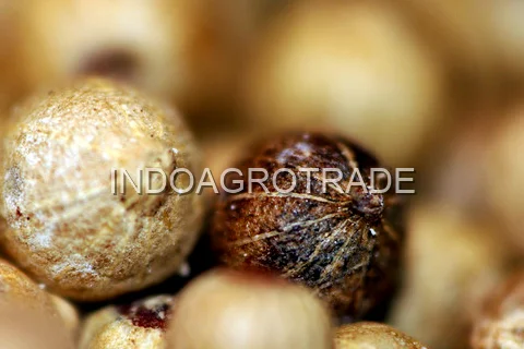 white-pepper production