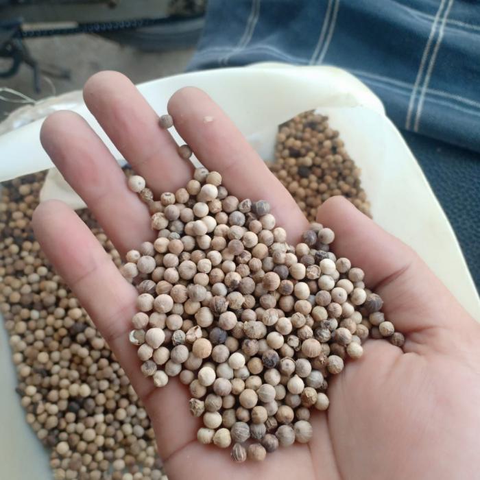 Grade A Whole White Pepper